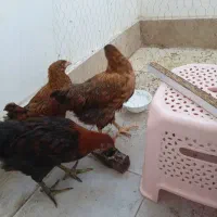 مرغ خروس نیم چه