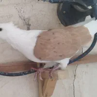 دوکت سه عدد