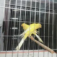 سالن پرورش قناری قدیمی رشت|پرنده|رشت, گلسار|دیوار