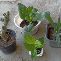 گل وگیاه|گل و گیاه طبیعی|کنارک, |دیوار