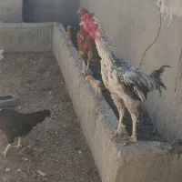 خروس و مرغ لاری