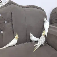 جوجه عروس هلندی دونخور