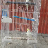دوجفت عروس هلندی سخنگو