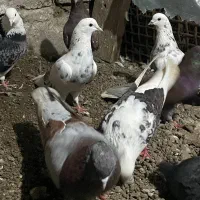 کبوتر|پرنده|سنگر, |دیوار