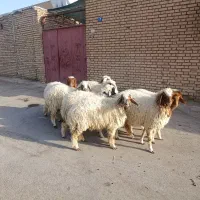 بره8عدد دجیجه برای نگهداری خوبه جفتی 230/000/000|حیوانات مزرعه|اهواز, منازل کارون|دیوار