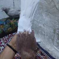 زرگان|پرنده|باوی, |دیوار