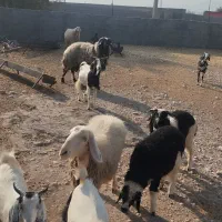 بز و میش