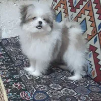 پامر خرسی|سگ|مشهد, شهرک شیرین|دیوار