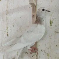 کله هما لکه دار|پرنده|کاشمر, |دیوار