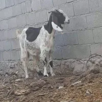 بزوبزغاله