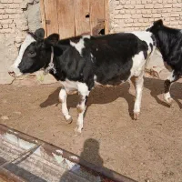 سه تاتلیسه جنس چاق کیلو ۳۰۰تکی فروخته میشود