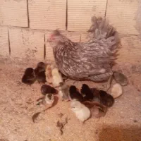 جوجه گلین اصل همراه مادر گیل|حیوانات مزرعه|فردیس, فردیس|دیوار