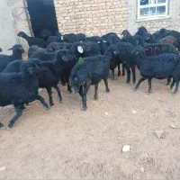 بره ماده قره قزل اصیل گوسفند میش قوچ شیشک