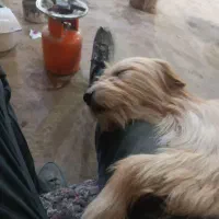 گمشده