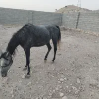 اسب مادیان|اسب و تجهیزات اسبسواری|بهبهان, |دیوار