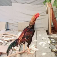 جوجه لاری اوشامو|حیوانات مزرعه|کهریزک, |دیوار