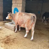 دوتا گاواصل هلشتاین باسمینتال