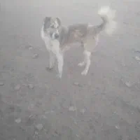 سگ  دهن پاک  گوسفندی د