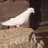 یه لونه کبوتر ساعت سنگین