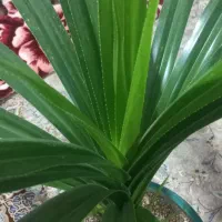 گل فروشی|گل و گیاه طبیعی|محمدیه-قزوین, |دیوار