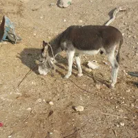 فروش یک الاغ نر اخته|حیوانات مزرعه|سمنان, |دیوار