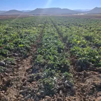 چغندر قند درشت و سالم بدون خاک