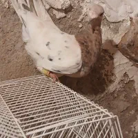 زرد هفرنگ نر مست مناسب جفت|پرنده|الوند, |دیوار