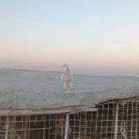 دو عدد طوقی ماده همه چیز تموم|پرنده|مشهد, ثامن|دیوار