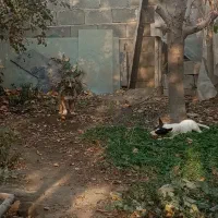 سگ نر و ماده|سگ|چناران, |دیوار