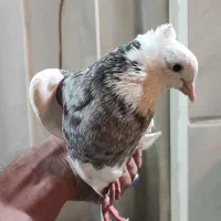 طوقی|پرنده|قم, انسجام|دیوار