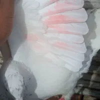 کبوتر تکپر|پرنده|آق قلا, |دیوار