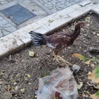 جوجه لاری|پرنده|تربت‌حیدریه, قائم|دیوار