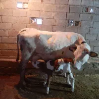 ۱راس گاو با گوساله ماده سیمنتال