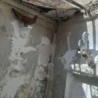 کبوتر|پرنده|کاشمر, |دیوار