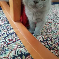 بچه گربه اسکاتیش فولد|گربه|کرمان, |دیوار