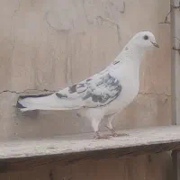 کفتر گرفتنی