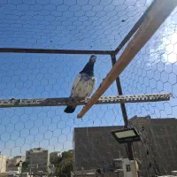 کبوتر|پرنده|قدس, شهرقدس|دیوار