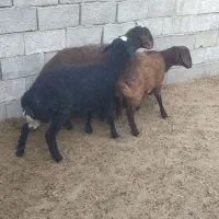 فروش گوسفند همو هترو|حیوانات مزرعه|زرند, |دیوار