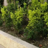 فلسطین 250متری