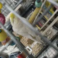 عروس هلندی|پرنده|قرچک, مهدیه|دیوار