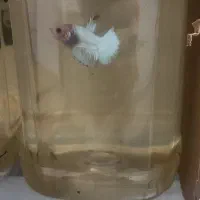 ماهی فایتر پلاکت|ماهی|تهران, جوادیه|دیوار