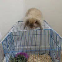 خرگوش لوپ سویسی