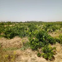 1-هکتار-باغ-انگور