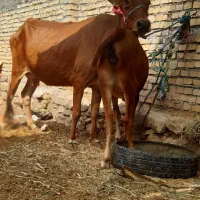 گاو جرسی با گوساله ماده ۶کیلو شیر