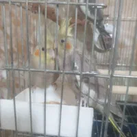 عروس هلندی ماده دون خور ۴۰ روزه