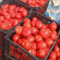 گوجه ربی درجه یک فقط ۱۵تومن
