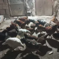 نیمچه گلپایگان و خروس گردن لخت