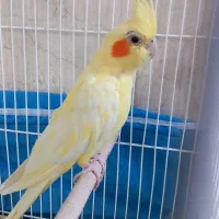 عروس هلندی دست آموز|پرنده|تربت جام, کلالی|دیوار