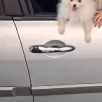 سگ پامر|سگ|فردیس, نسترن شرقی|دیوار