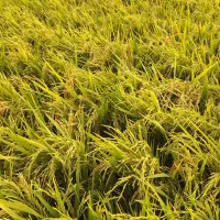 فروش چلتوک در مزرعه